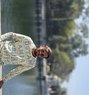 Handsome - Male ఎస్కార్ట్ in Ahmedabad Photo 1 of 1