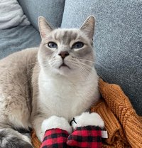 Dsfgfdsgfds - एस्कॉर्ट in Nashik